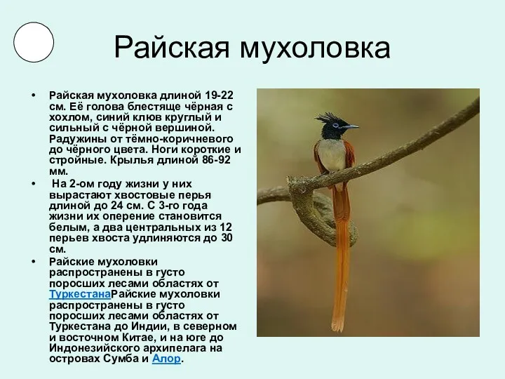 Райская мухоловка Райская мухоловка длиной 19-22 см. Её голова блестяще