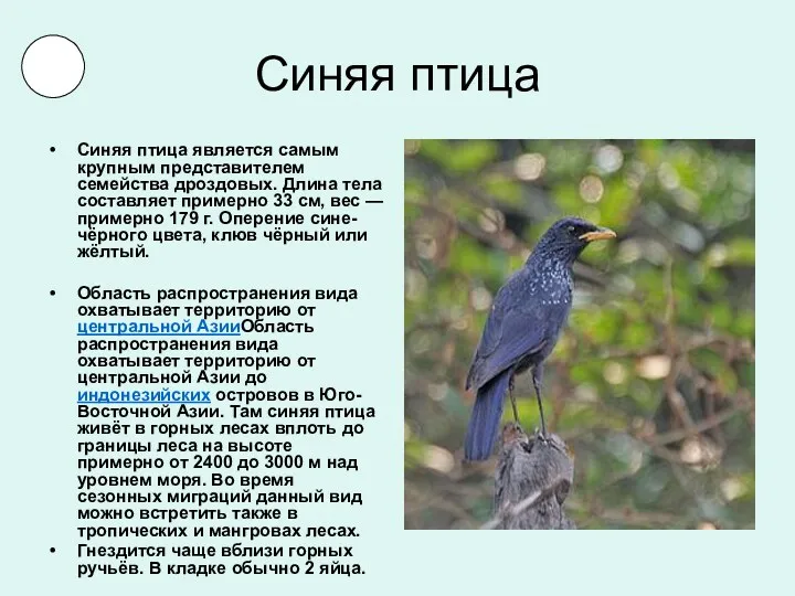 Синяя птица Синяя птица является самым крупным представителем семейства дроздовых.