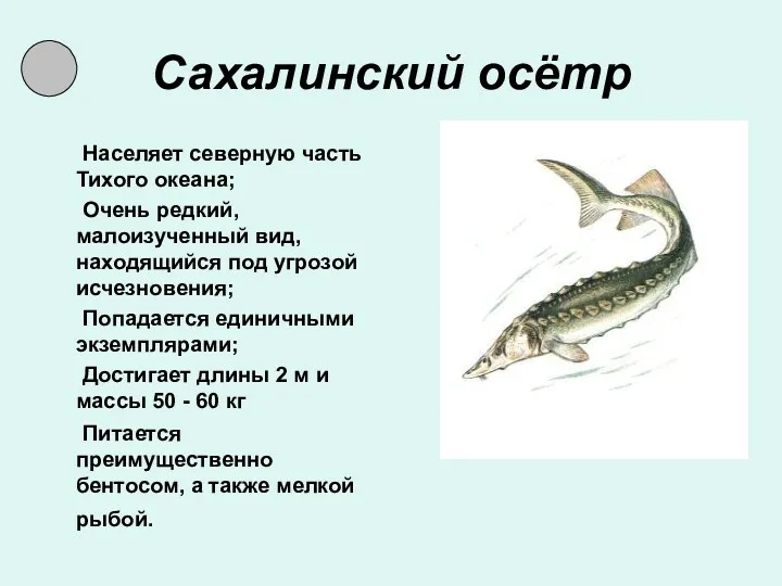 Сахалинский осётр Населяет северную часть Тихого океана; Очень редкий, малоизученный