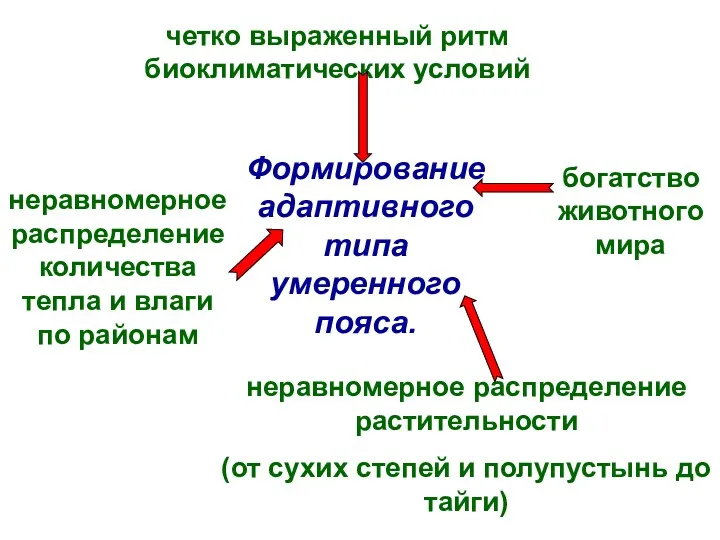 четко выраженный ритм биоклиматических условий Формирование адаптивного типа умеренного пояса. богатство животного мира