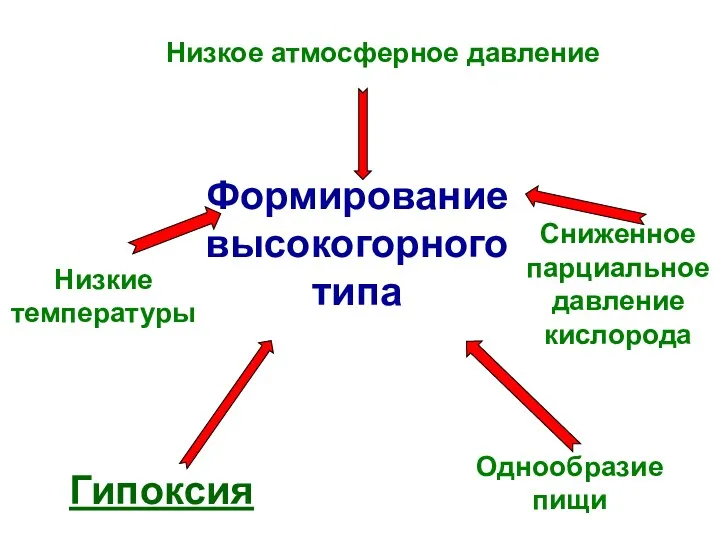 Низкое атмосферное давление Формирование высокогорного типа Сниженное парциальное давление кислорода Однообразие пищи Гипоксия Низкие температуры