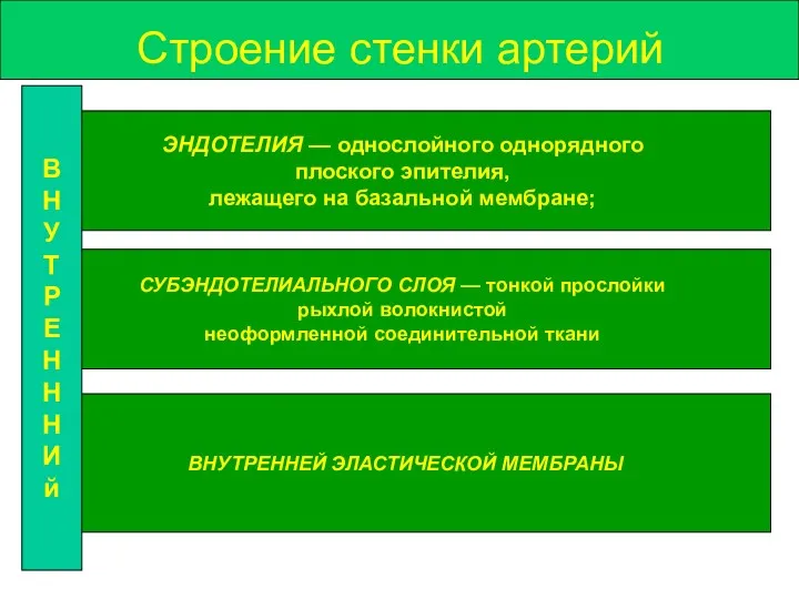 Строение стенки артерий ЭНДОТЕЛИЯ — однослойного однорядного плоского эпителия, лежащего