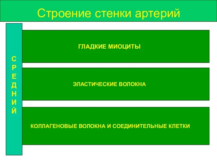 Строение стенки артерий ГЛАДКИЕ МИОЦИТЫ ЭЛАСТИЧЕСКИЕ ВОЛОКНА КОЛЛАГЕНОВЫЕ ВОЛОКНА И