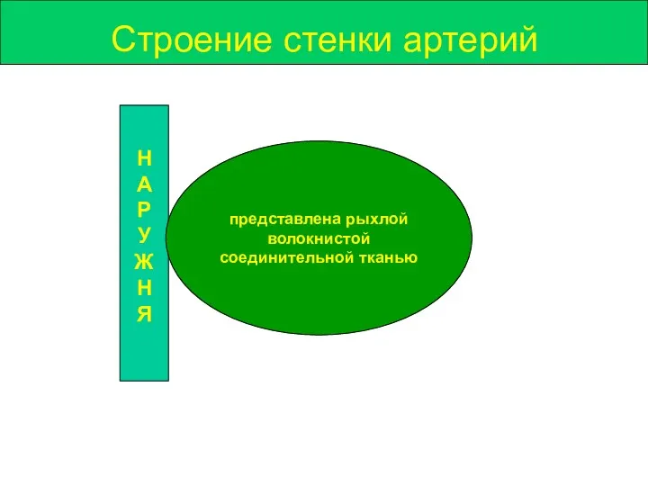 Строение стенки артерий Н А Р У Ж Н Я представлена рыхлой волокнистой соединительной тканью