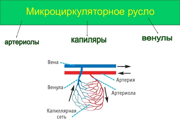 Микроциркуляторное русло артериолы капиляры венулы