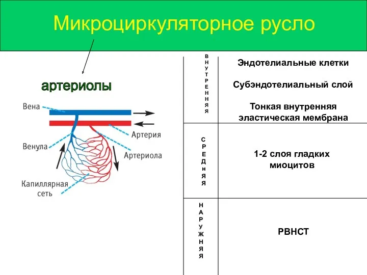 Микроциркуляторное русло артериолы В Н У Т Р Е Н