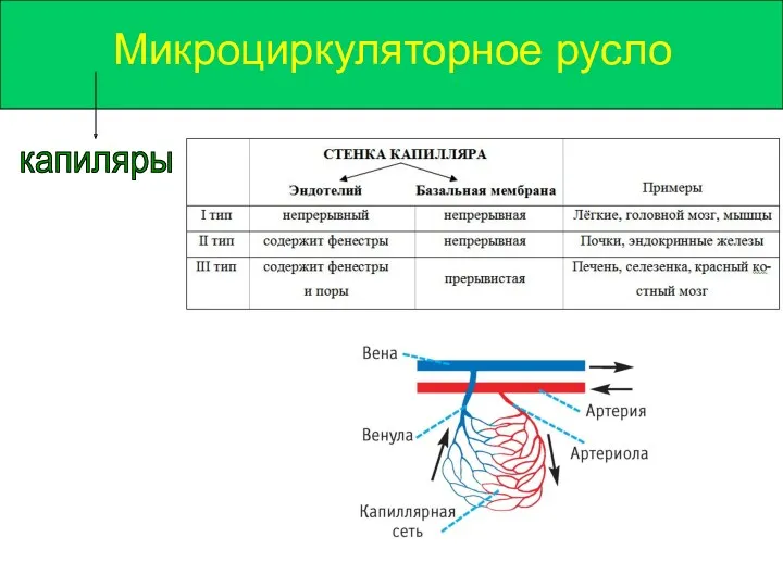 Микроциркуляторное русло капиляры