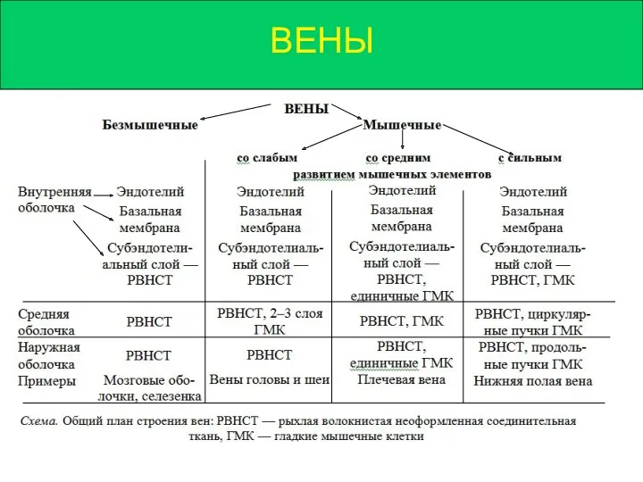 ВЕНЫ