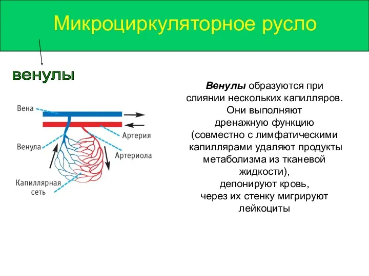 Микроциркуляторное русло венулы Венулы образуются при слиянии нескольких капилляров. Они