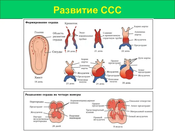 Развитие ССС