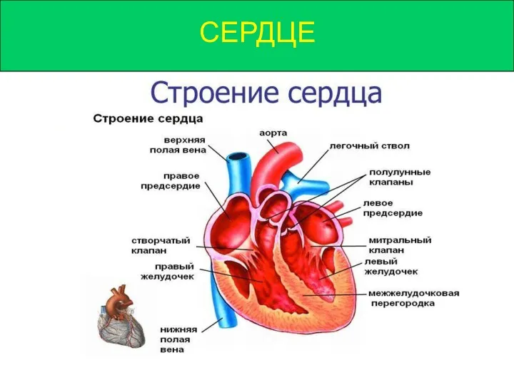 СЕРДЦЕ