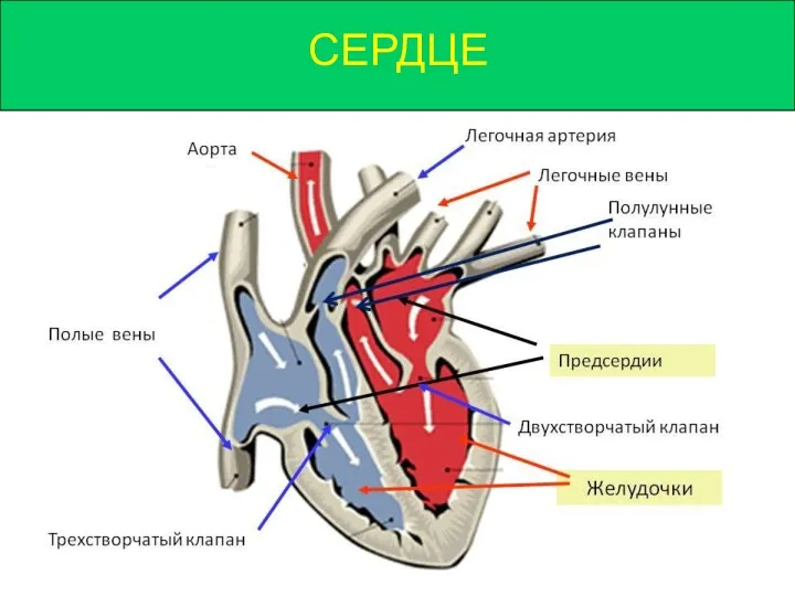 СЕРДЦЕ