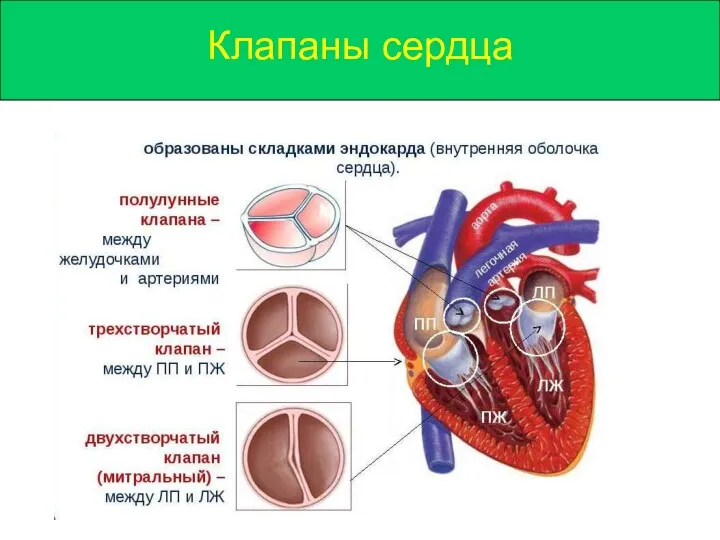 Клапаны сердца