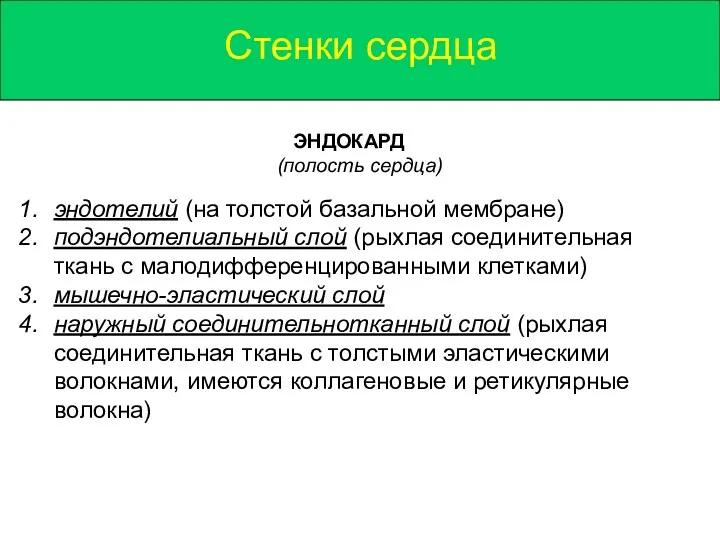 Стенки сердца ЭНДОКАРД (полость сердца) эндотелий (на толстой базальной мембране)