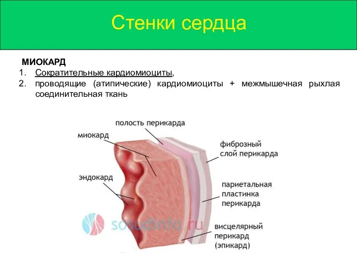 Стенки сердца МИОКАРД Сократительные кардиомиоциты, проводящие (атипические) кардиомиоциты + межмышечная рыхлая соединительная ткань