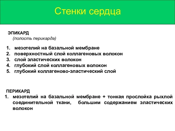 Стенки сердца ЭПИКАРД (полость перикарда) мезотелий на базальной мембране поверхностный