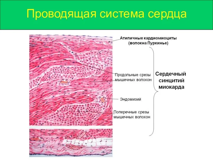 Проводящая система сердца