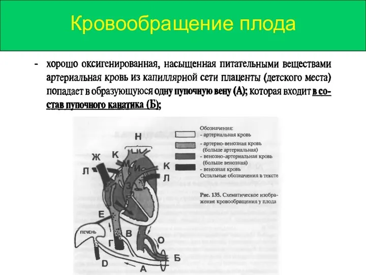 Кровообращение плода