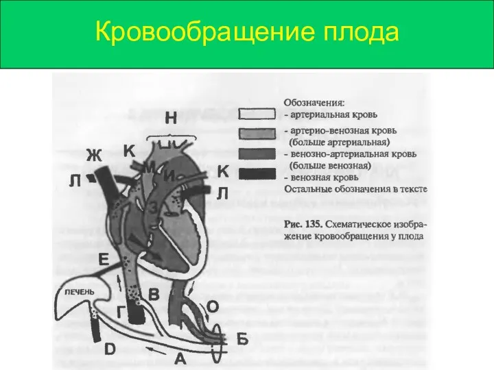 Кровообращение плода