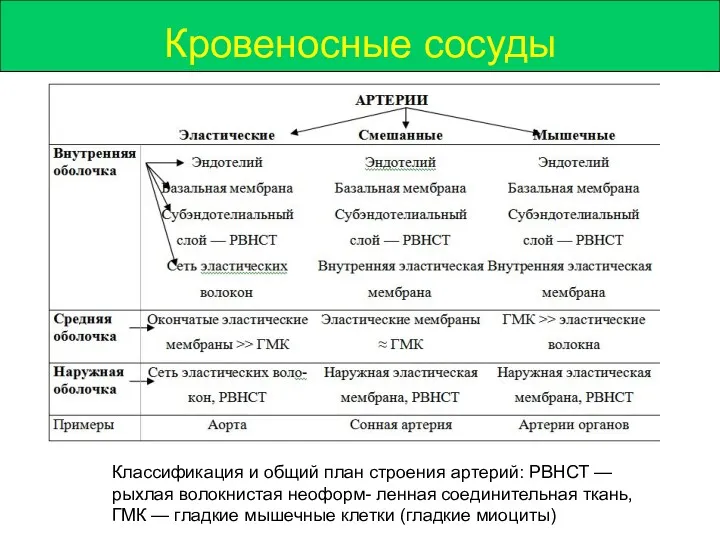 Кровеносные сосуды Классификация и общий план строения артерий: РВНСТ —