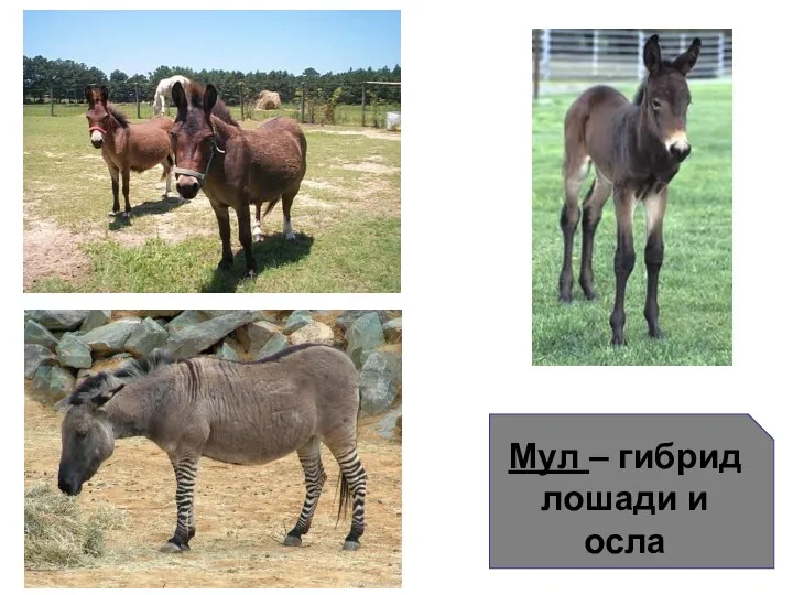 Мул – гибрид лошади и осла