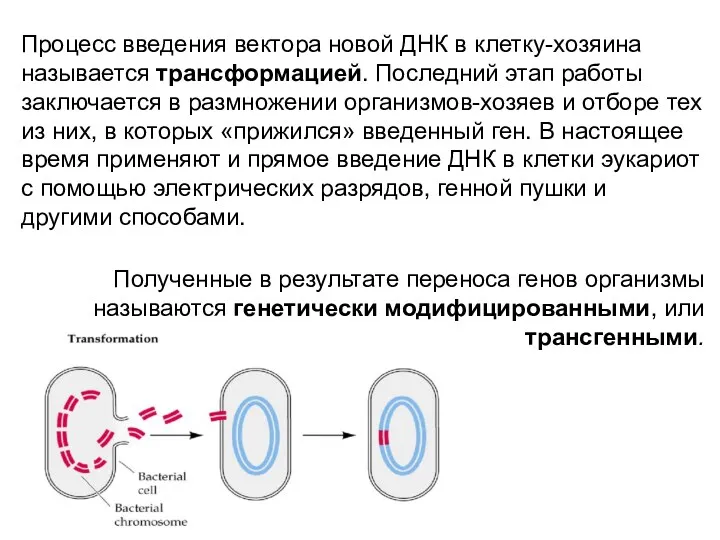 Процесс введения вектора новой ДНК в клетку-хозяина называется трансформацией. Последний этап работы заключается