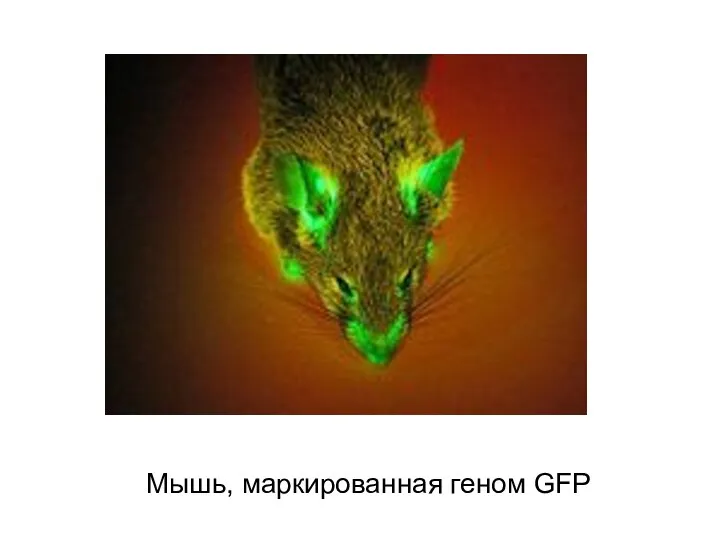 Мышь, маркированная геном GFP