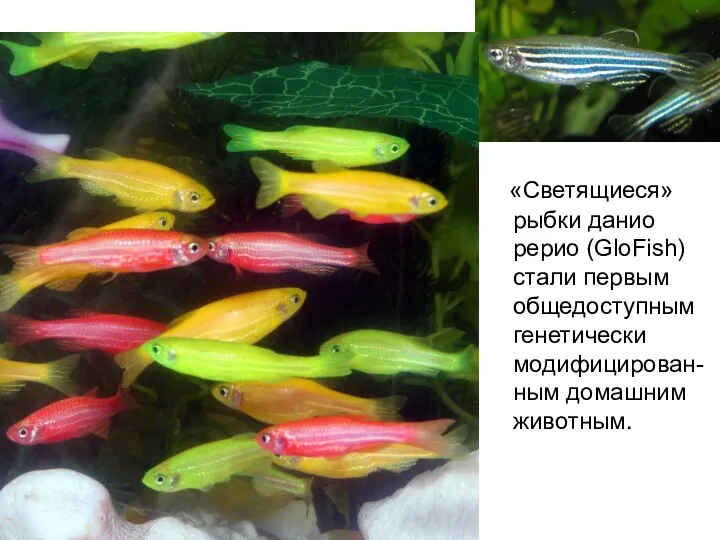 «Светящиеся» рыбки данио рерио (GloFish) стали первым общедоступным генетически модифицирован-ным домашним животным.