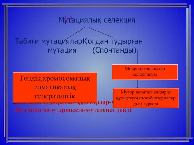 11 Мутациялық селекция Табиғи мутациялар Қолдан тудырған мутация (Спонтанды) Мутация