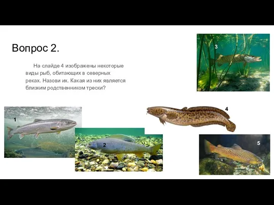 Вопрос 2. На слайде 4 изображены некоторые виды рыб, обитающих