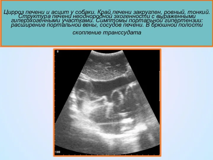 Цирроз печени и асцит у собаки. Край печени закруглен, ровный,