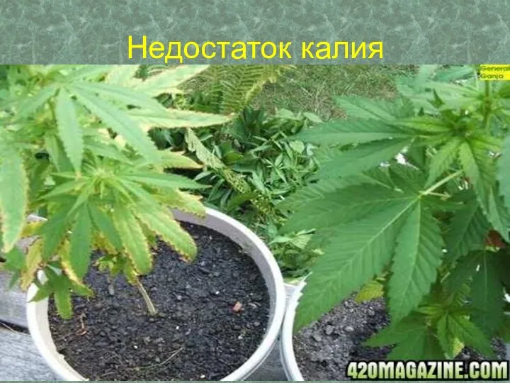 Недостаток калия