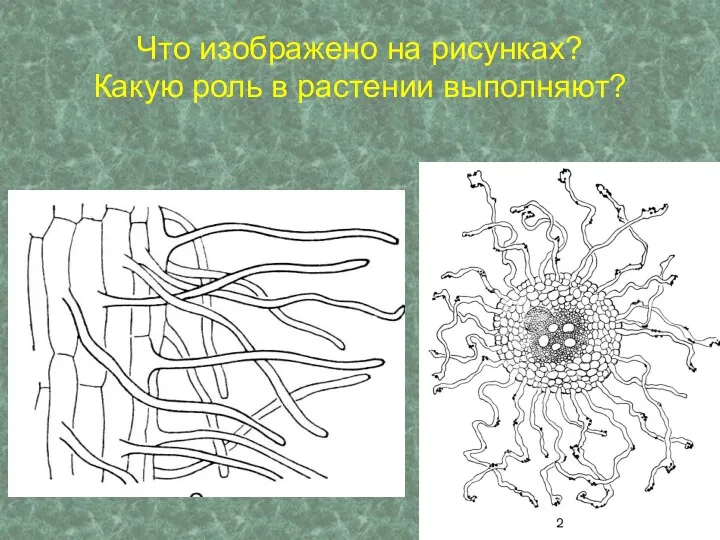 Что изображено на рисунках? Какую роль в растении выполняют?