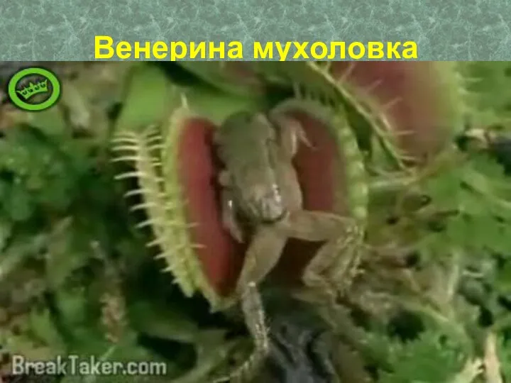 Венерина мухоловка