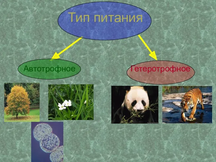 Тип питания Автотрофное Гетеротрофное