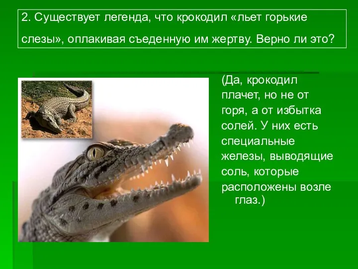 2. Существует легенда, что крокодил «льет горькие слезы», оплакивая съеденную