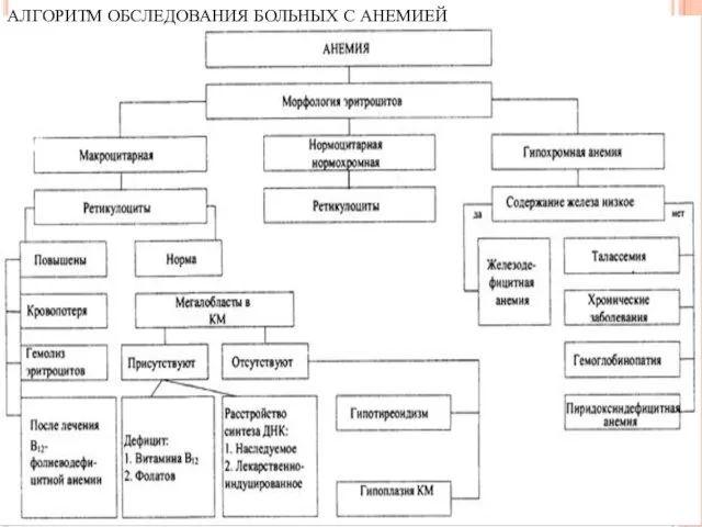 АЛГОРИТМ ОБСЛЕДОВАНИЯ БОЛЬНЫХ С АНЕМИЕЙ