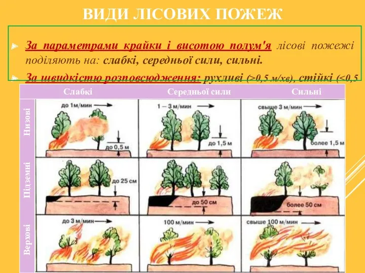 ВИДИ ЛІСОВИХ ПОЖЕЖ За параметрами крайки і висотою полум'я лісові пожежі поділяють на: