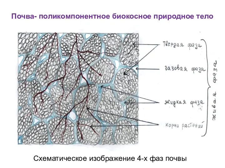 Схематическое изображение 4-х фаз почвы Почва- поликомпонентное биокосное природное тело