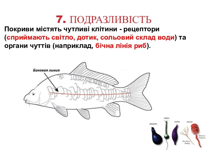 7. ПОДРАЗЛИВІСТЬ Покриви містять чутливі клітини - рецептори (сприймають світло,