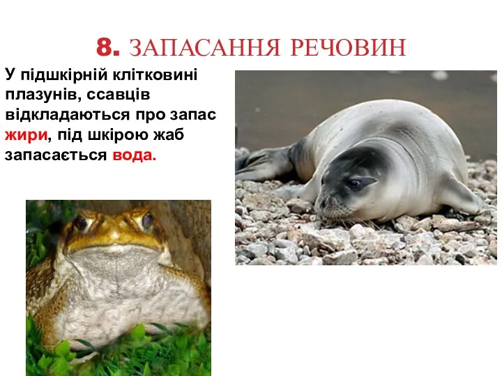 8. ЗАПАСАННЯ РЕЧОВИН У підшкірній клітковині плазунів, ссавців відкладаються про запас жири, під