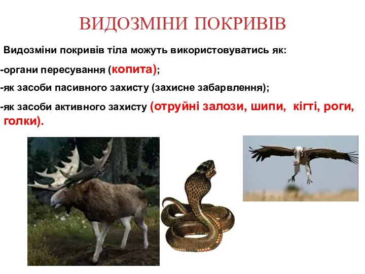 ВИДОЗМІНИ ПОКРИВІВ Видозміни покривів тіла можуть використовуватись як: органи пересування (копита); як засоби