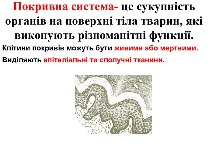 Покривна система- це сукупність органів на поверхні тіла тварин, які виконують різноманітні функції.