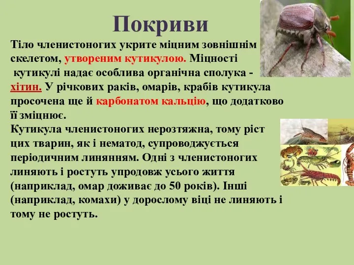 Тіло членистоногих укрите міцним зовнішнім скелетом, утвореним кутикулою. Міцності кутикулі надає особлива органічна