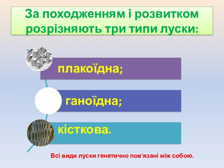 За походженням і розвитком розрізняють три типи луски: Всі види луски генетично пов'язані між собою.