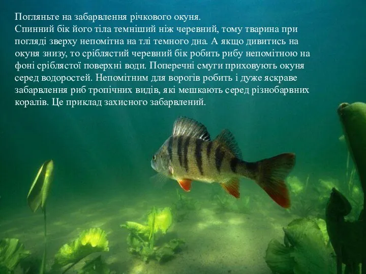 Погляньте на забарвлення річкового окуня. Спинний бік його тіла темніший ніж черевний, тому