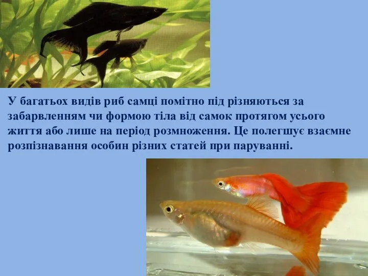 У багатьох видів риб самці помітно під різняються за забарвленням чи формою тіла