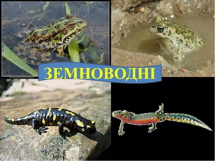 ЗЕМНОВОДНІ