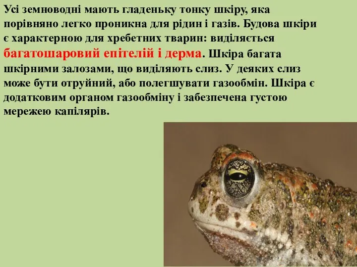 Усі земноводні мають гладеньку тонку шкіру, яка порівняно легко проникна для рідин і