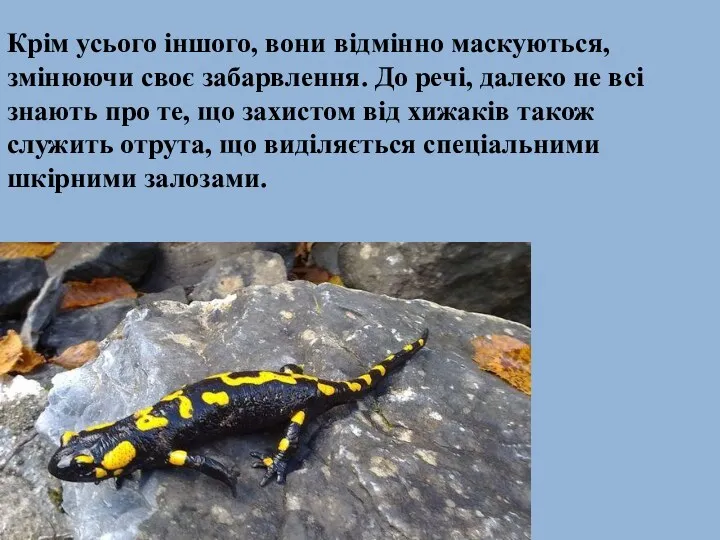 Крім усього іншого, вони відмінно маскуються, змінюючи своє забарвлення. До речі, далеко не